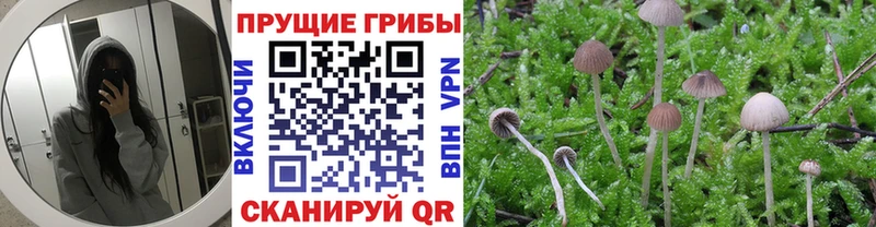 нарко площадка официальный сайт  Чулым  Галлюциногенные грибы Cubensis 